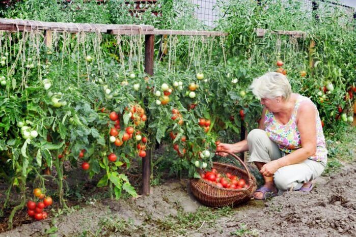 varisli damarlar için bahçe domatesleri